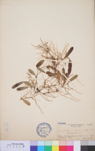 Specimen thumbnail
